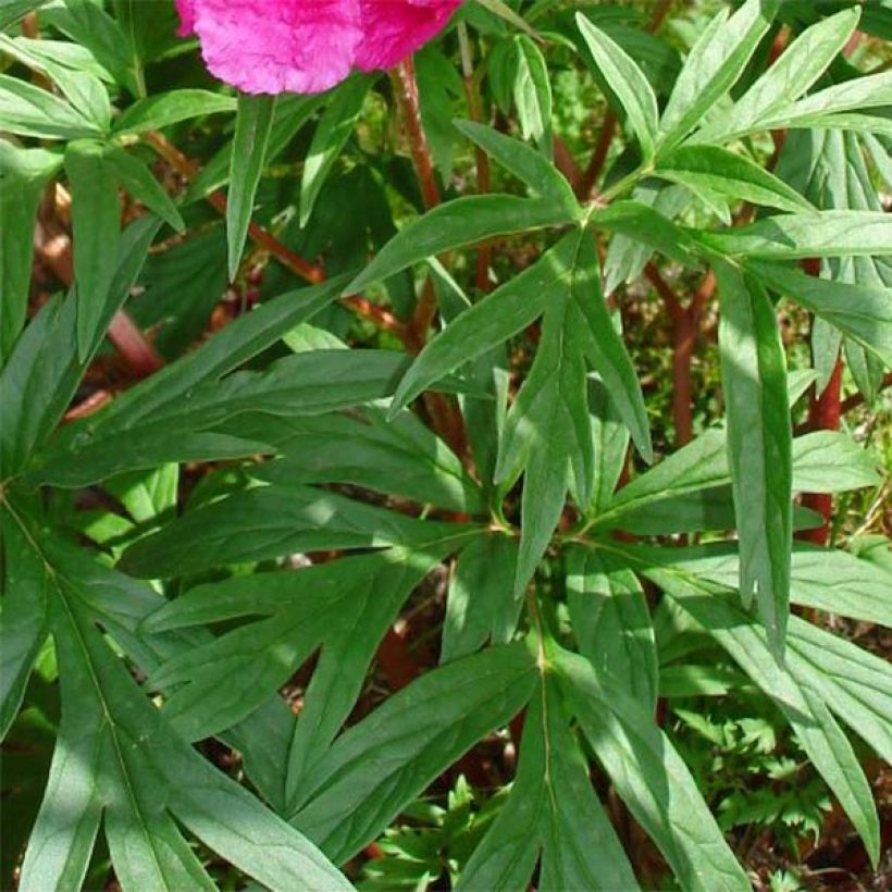 Paeonia anomala  (Foliage)