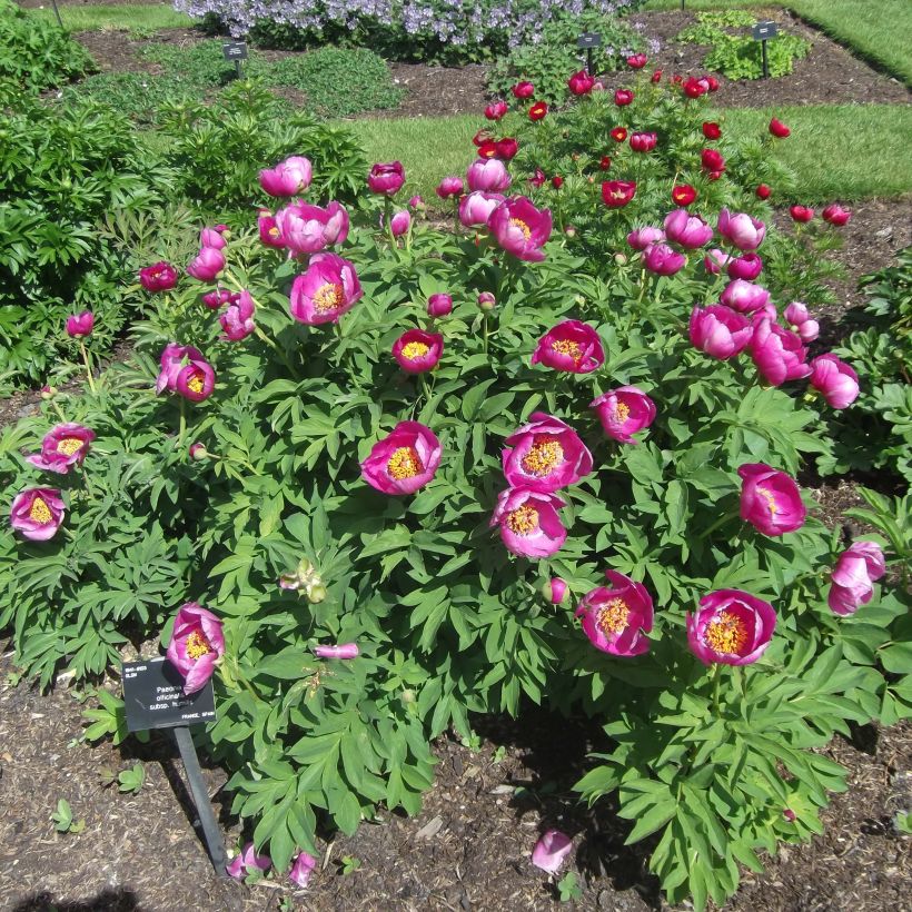 Paeonia humilis  (Plant habit)