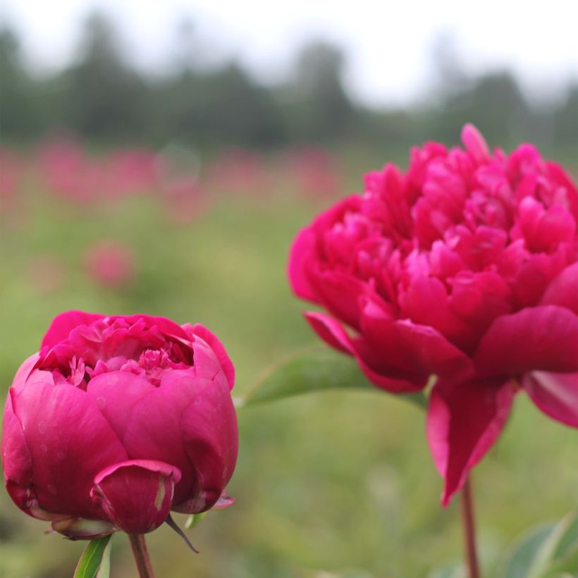 Paeonia lactiflora Adolphe Rousseau (Flowering)