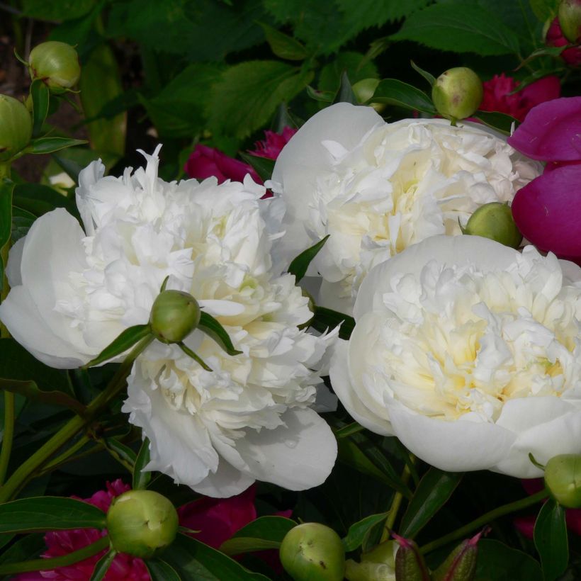 Paeonia lactiflora Duchesse de Nemours (Flowering)