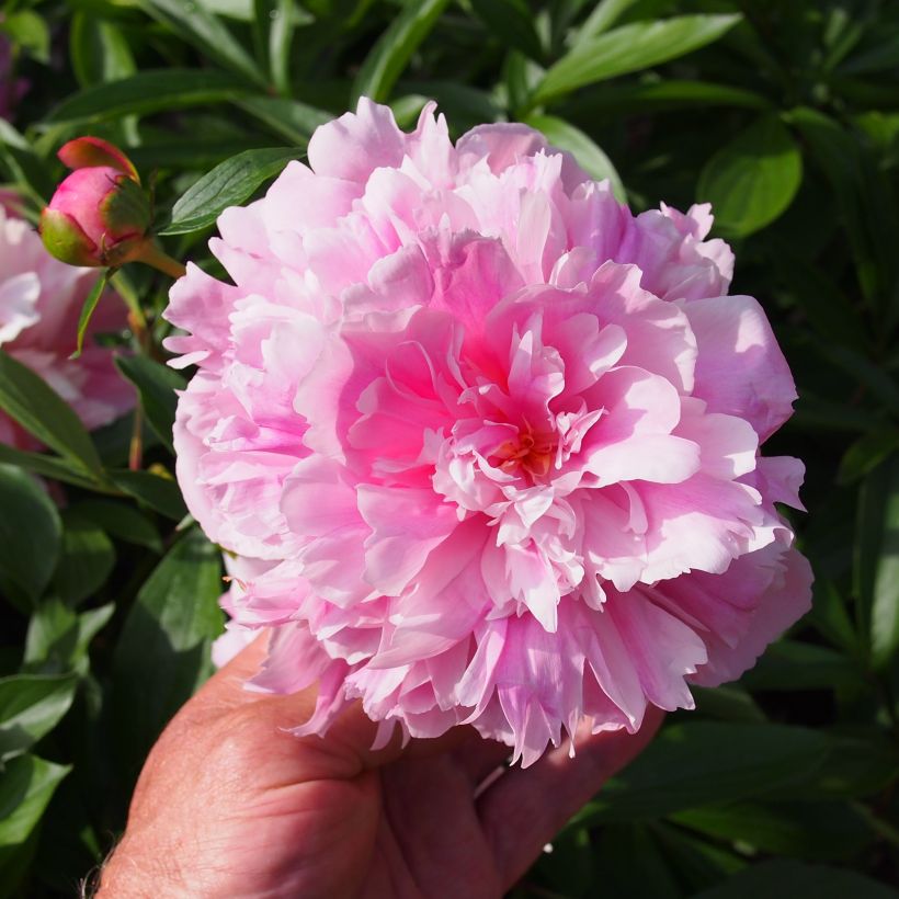 Paeonia lactiflora Edulis Superba (Flowering)