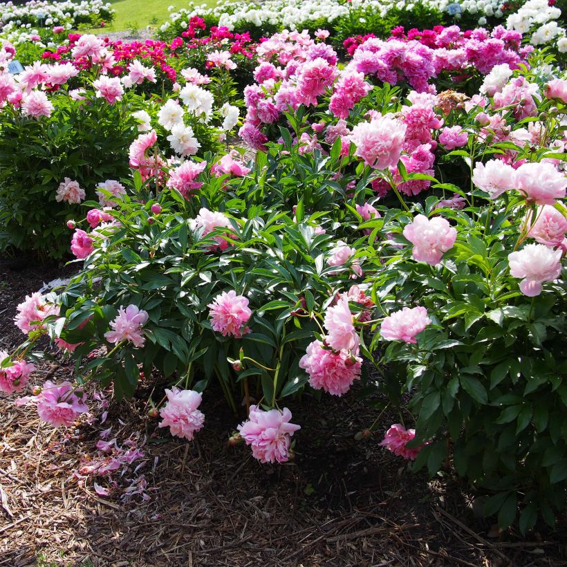 Paeonia lactiflora Edulis Superba (Plant habit)