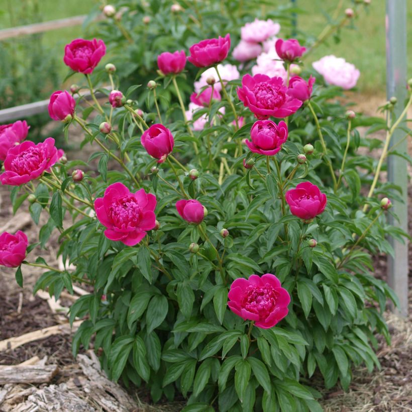 Paeonia lactiflora Felix Crousse (Plant habit)