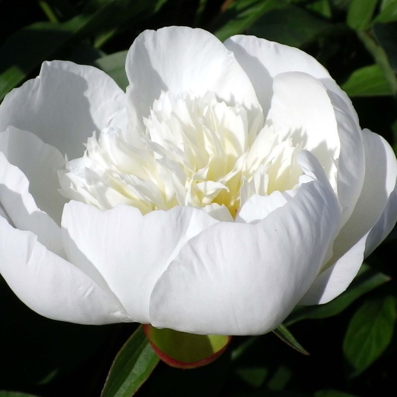 Paeonia lactiflora Immaculée (Flowering)