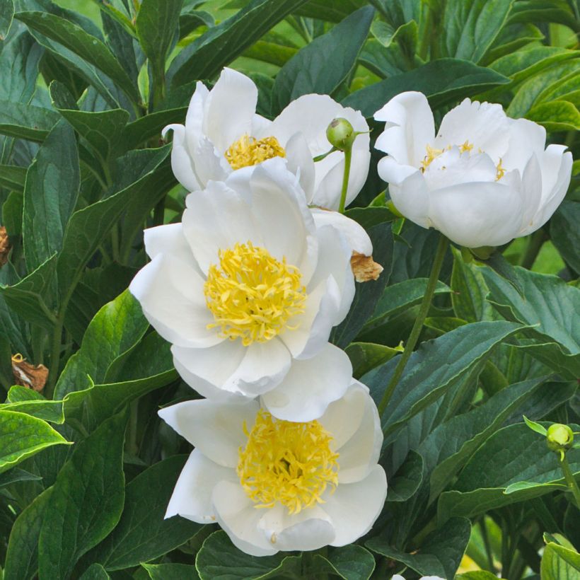 Paeonia lactiflora Jan van Leeuwen - Garden Peony (Flowering)