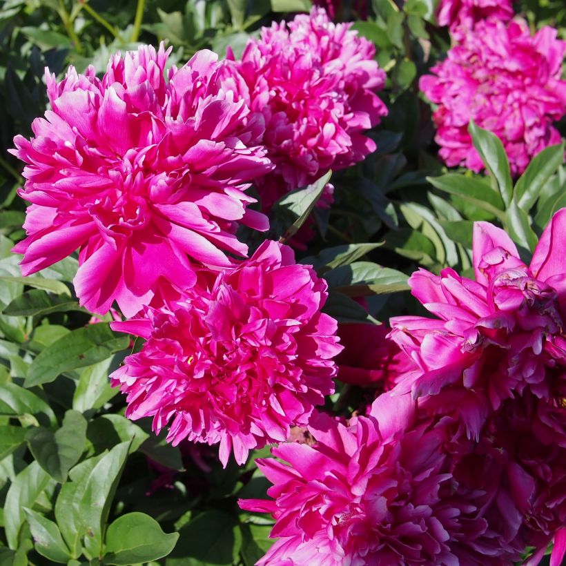 Paeonia lactiflora Karl Rosenfield (Flowering)