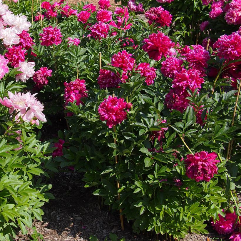 Paeonia lactiflora Karl Rosenfield (Plant habit)