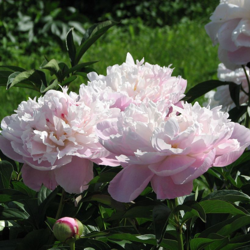 Paeonia x lactiflora Lady Alexandra Duff (Flowering)