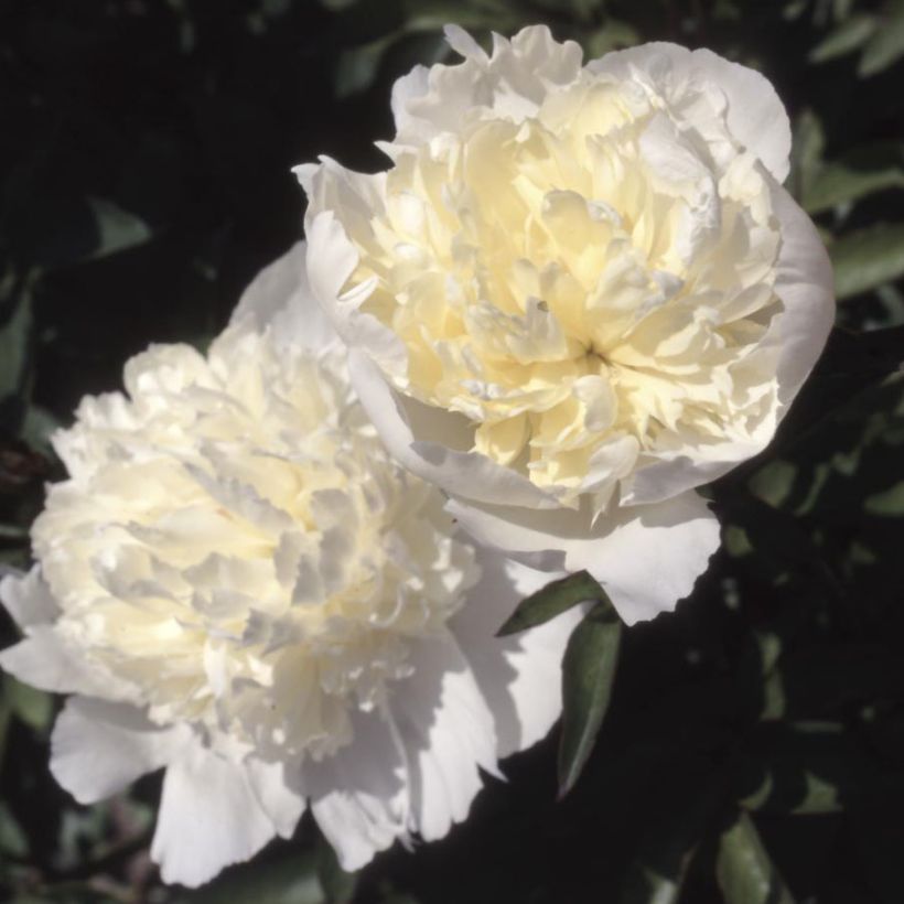 Paeonia lactiflora Laura Dessert (Flowering)