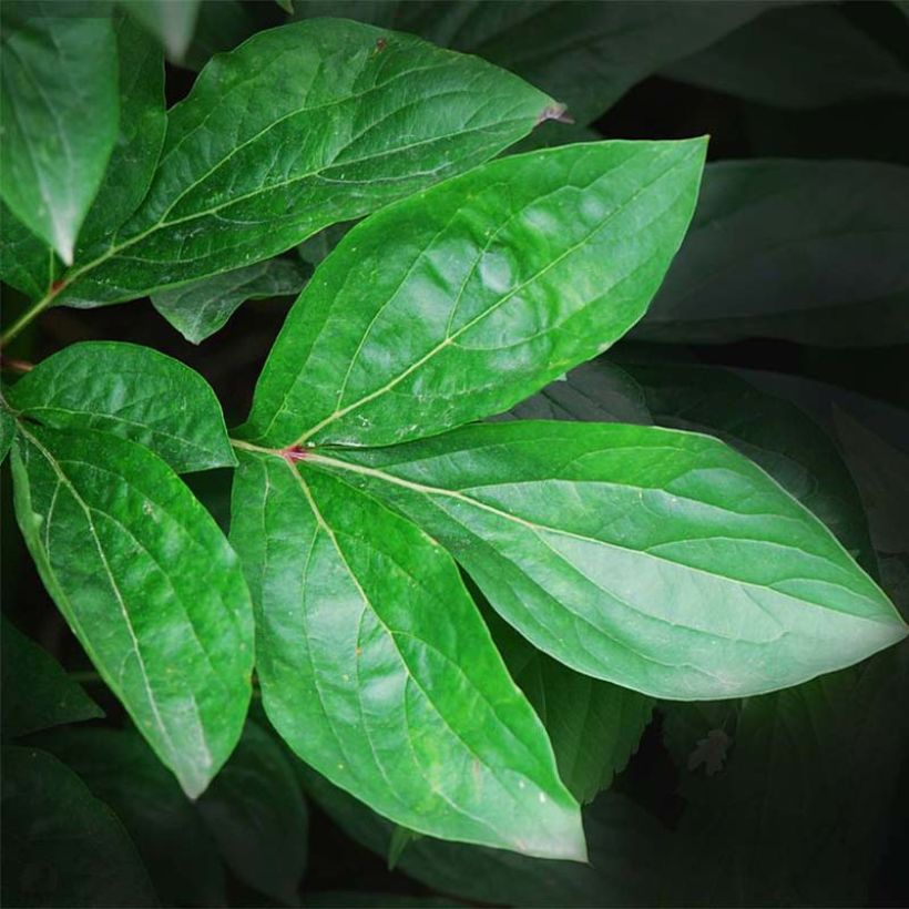 Paeonia lactiflora Madame Calot (Foliage)
