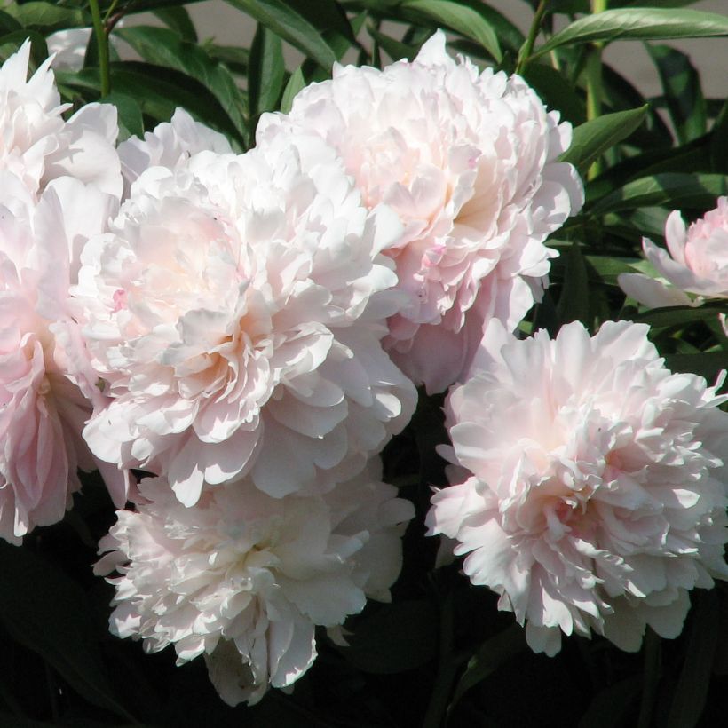 Paeonia lactiflora Madame Calot (Flowering)