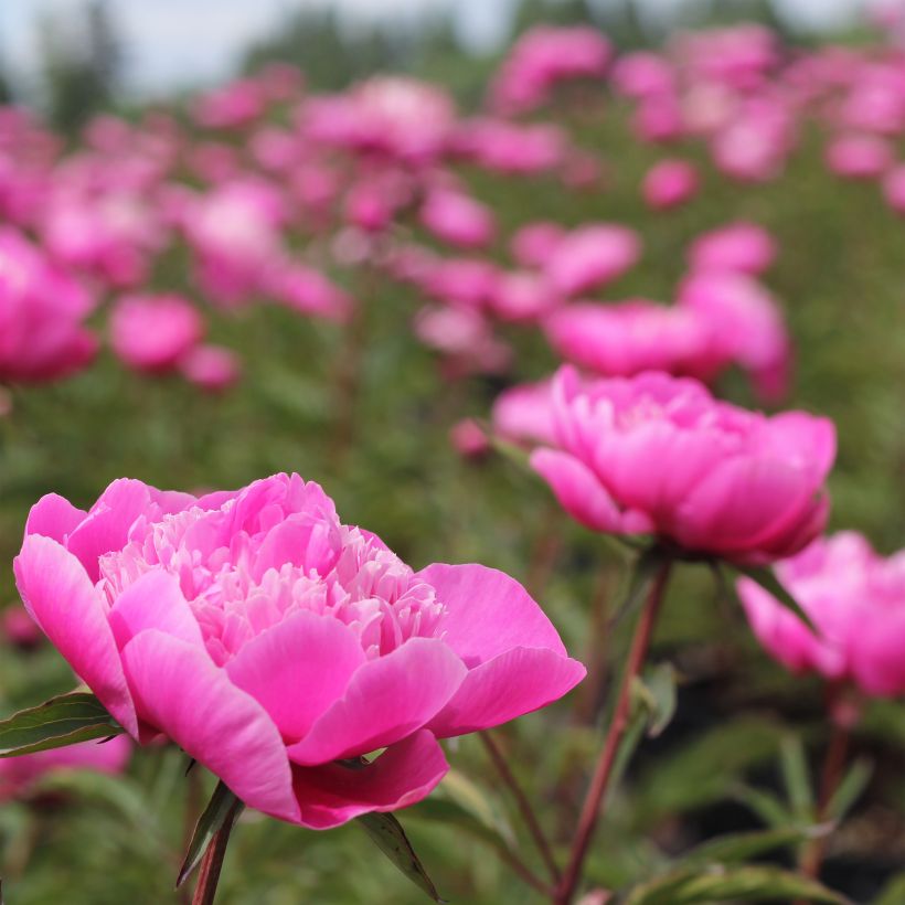 Paeonia lactiflora Madame Emile Debatène (Plant habit)