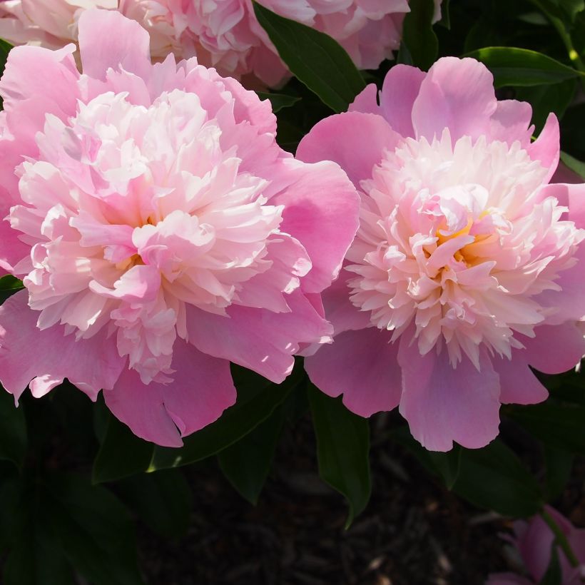 Paeonia x lactiflora Monsieur Jules Elie (Flowering)