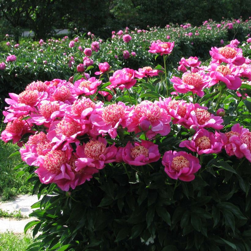 Paeonia x lactiflora Neon (Plant habit)