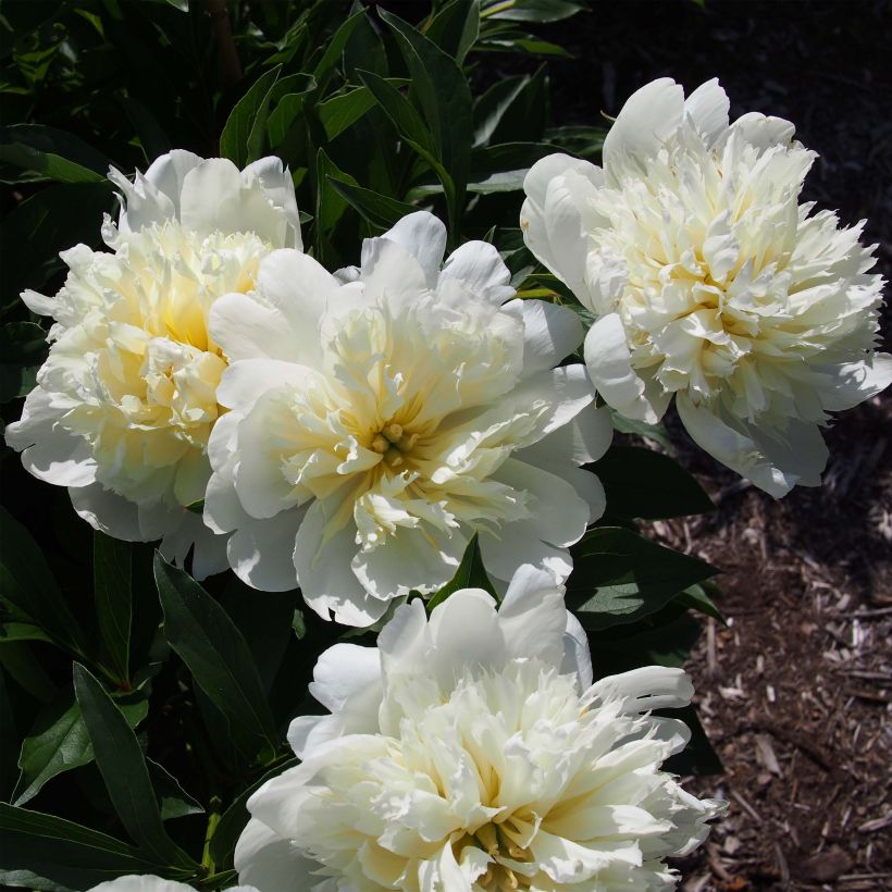 Paeonia lactiflora Primevere - Garden Peony (Flowering)