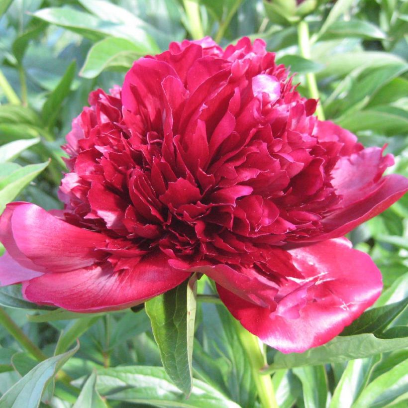 Paeonia lactiflora Red Charm (Flowering)