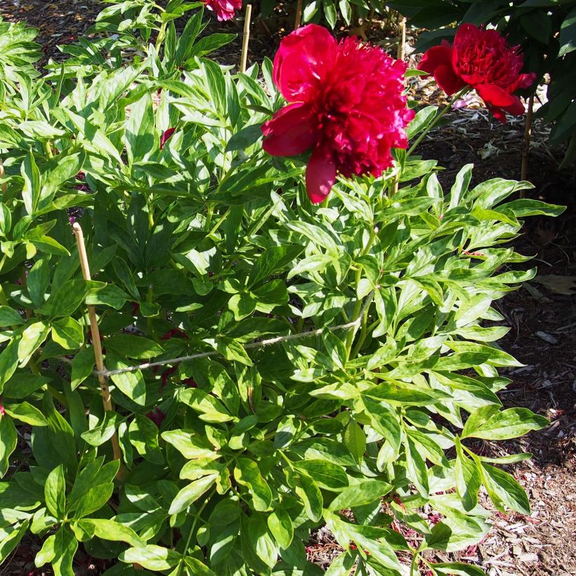 Paeonia lactiflora Red Charm (Plant habit)