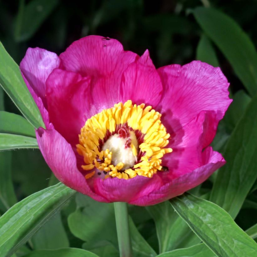 Paeonia officinalis Mollis (Flowering)