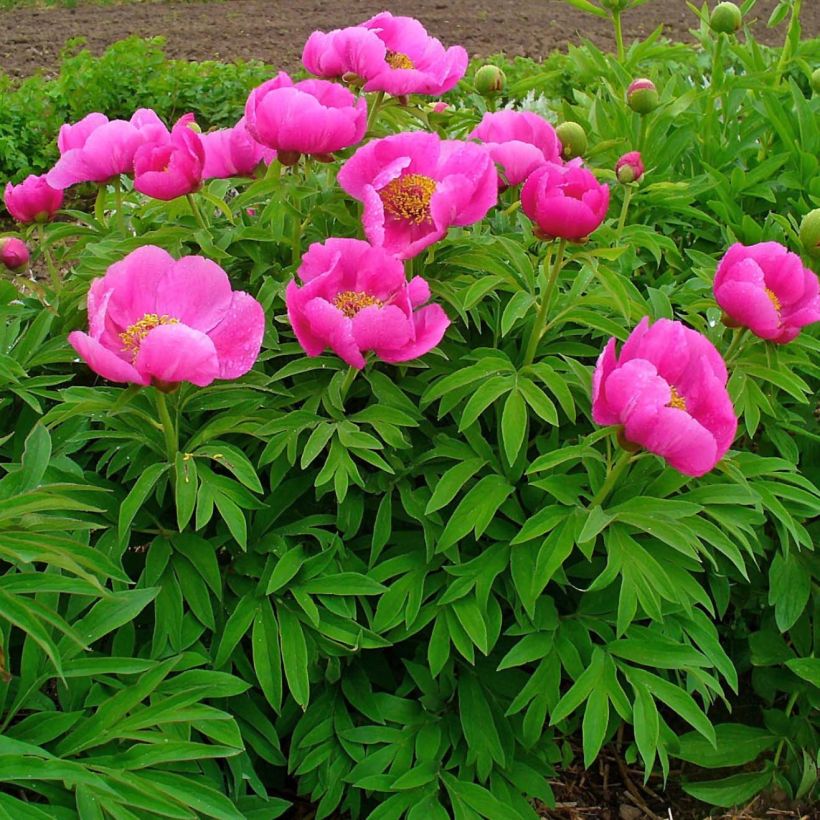 Paeonia officinalis Mollis (Plant habit)