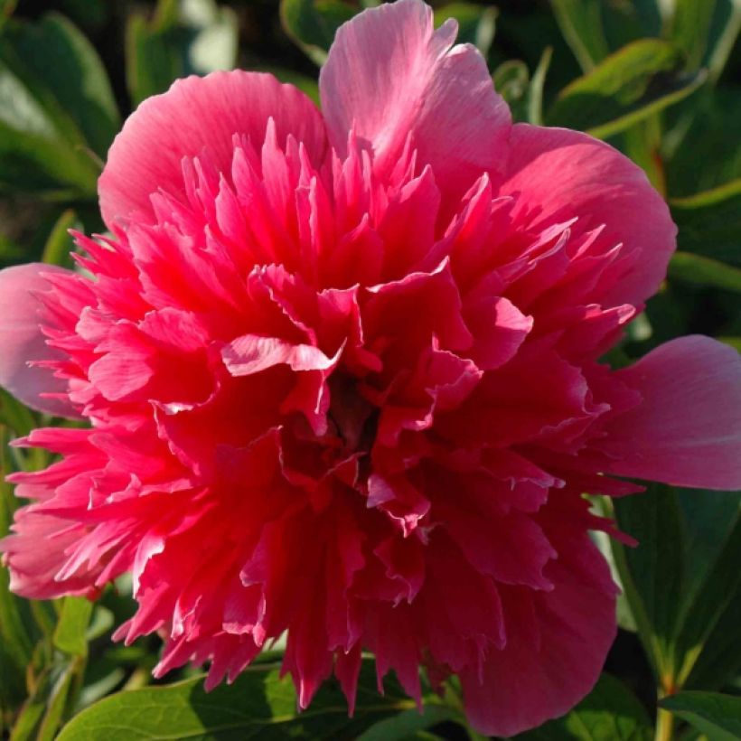 Paeonia officinalis Rosea Plena (Flowering)