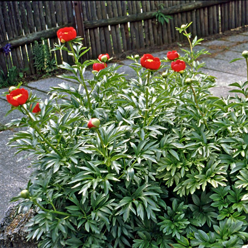 Paeonia peregrina  (Flowering)