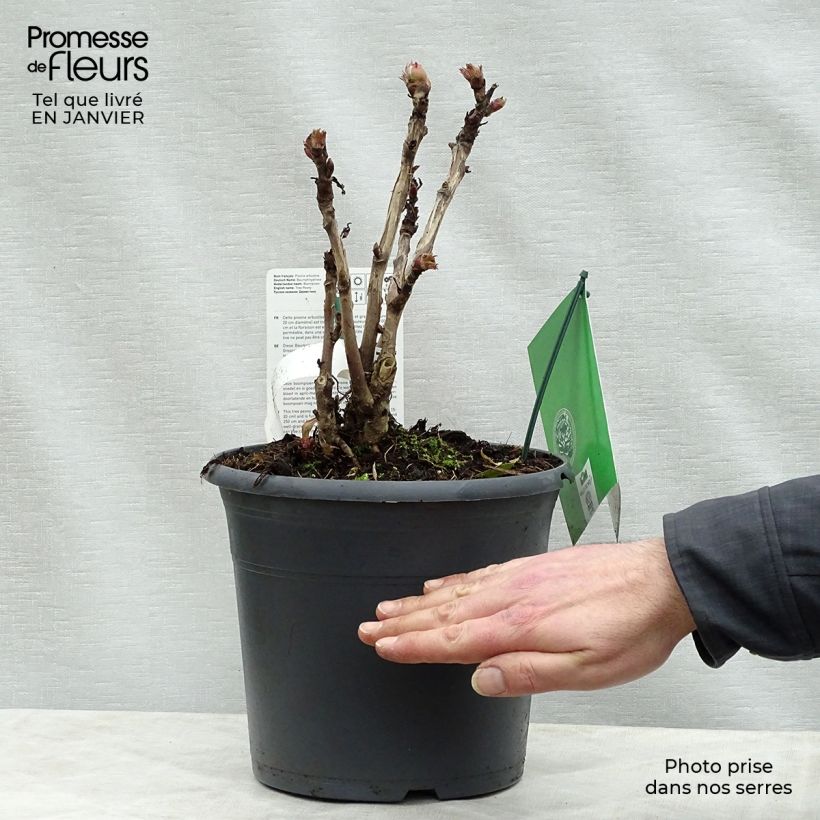Paeonia suffruticosa Juan Ye Hong - Tree Peony 7.5L/10L pot sample as delivered in winter
