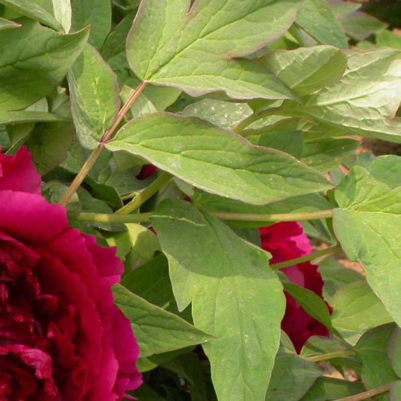 Paeonia suffruticosa Wu Jin Yao Hui - Tree Peony (Foliage)