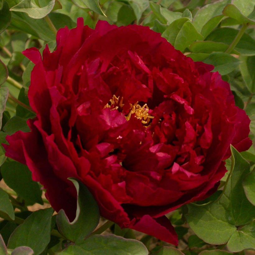 Paeonia suffruticosa Wu Jin Yao Hui - Tree Peony (Flowering)