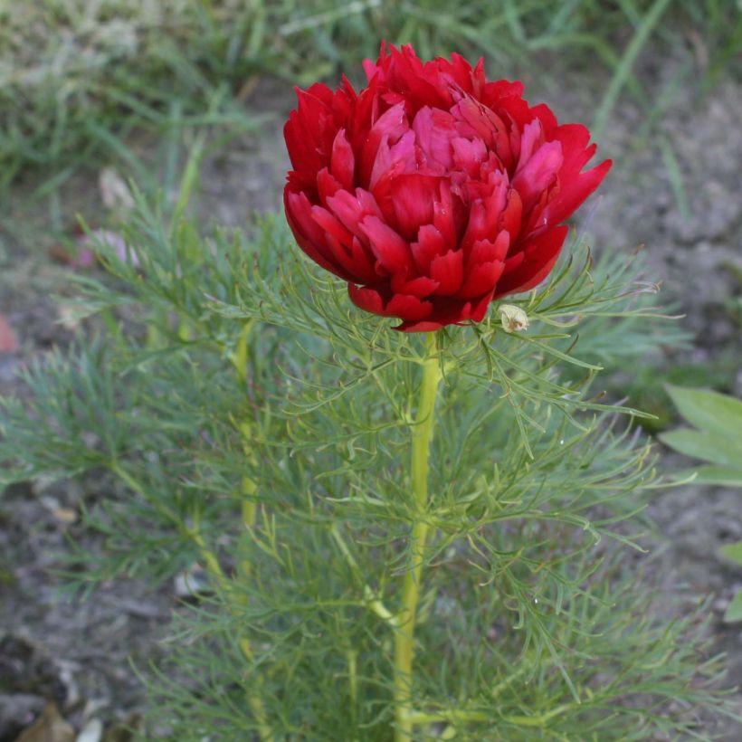 Paeonia tenuifolia Plena (Flowering)