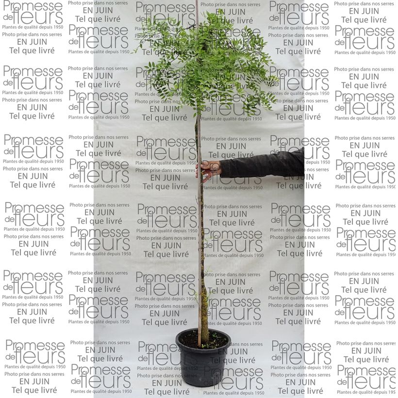 Example of Sophora japonica Pendula 20L/25L pot specimen as delivered