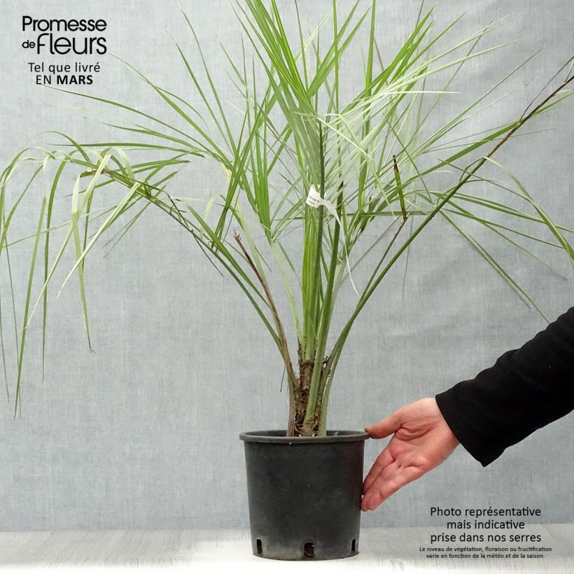 Butia capitata - Wine Palm 2L/3L pot sample as delivered in spring