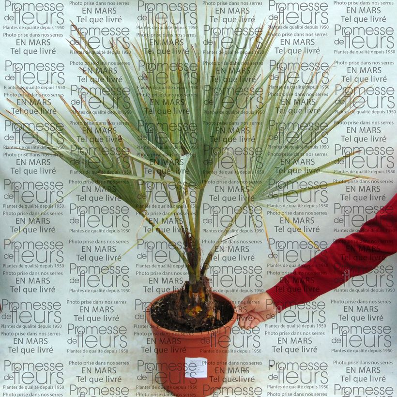 Example of Brahea armata - Mexican blue palm specimen as delivered