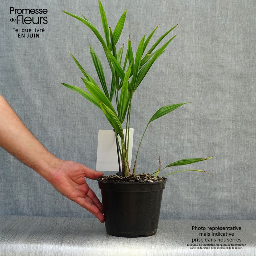 Trachycarpus fortunei - Chinese Windmill Palm 2L/3L pot sample as delivered in summer