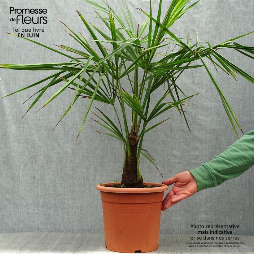 Trachycarpus fortunei - Chinese Windmill Palm 7.5L/10L pot sample as delivered in summer