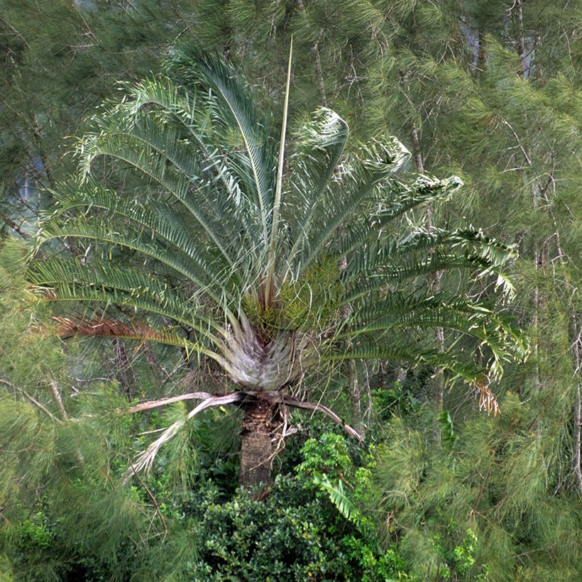 Dypsis decaryi - Triangle palm (Plant habit)