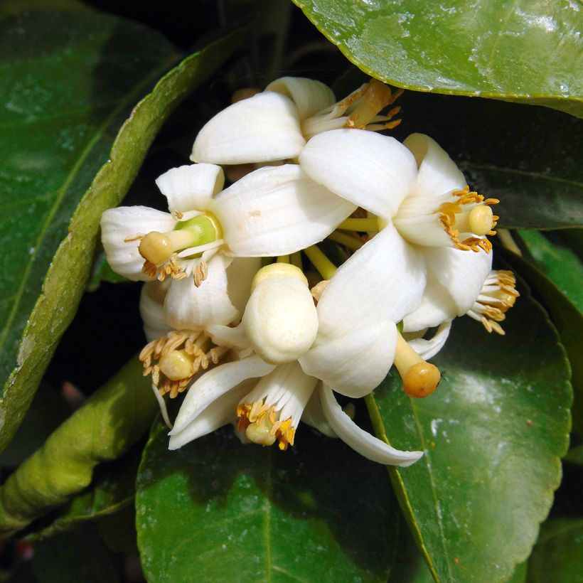 Grapefruit - Citrus x paradisi (Flowering)