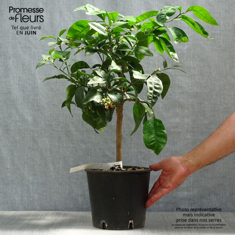 Grapefruit - Citrus x paradisi 4L/5L pot, Quarter standard sample as delivered in summer