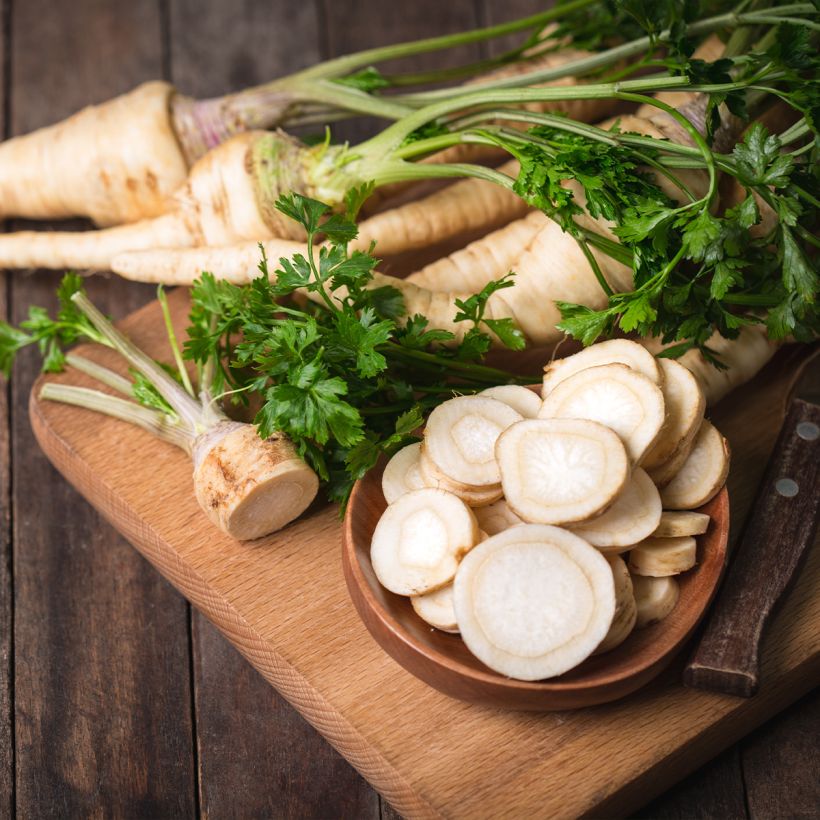 Parsnip - Pastinaca sativa subsp. sativa (Harvest)