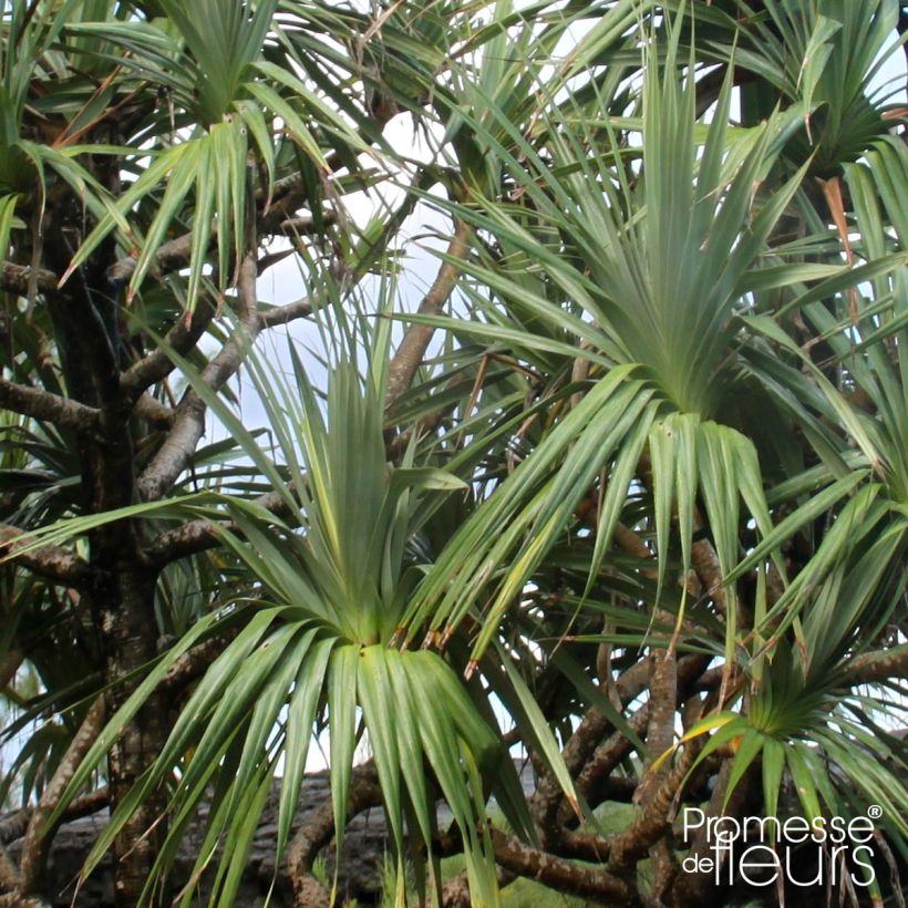 Pandanus utilis (Foliage)