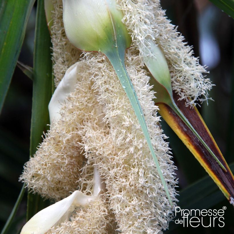 Pandanus utilis (Flowering)