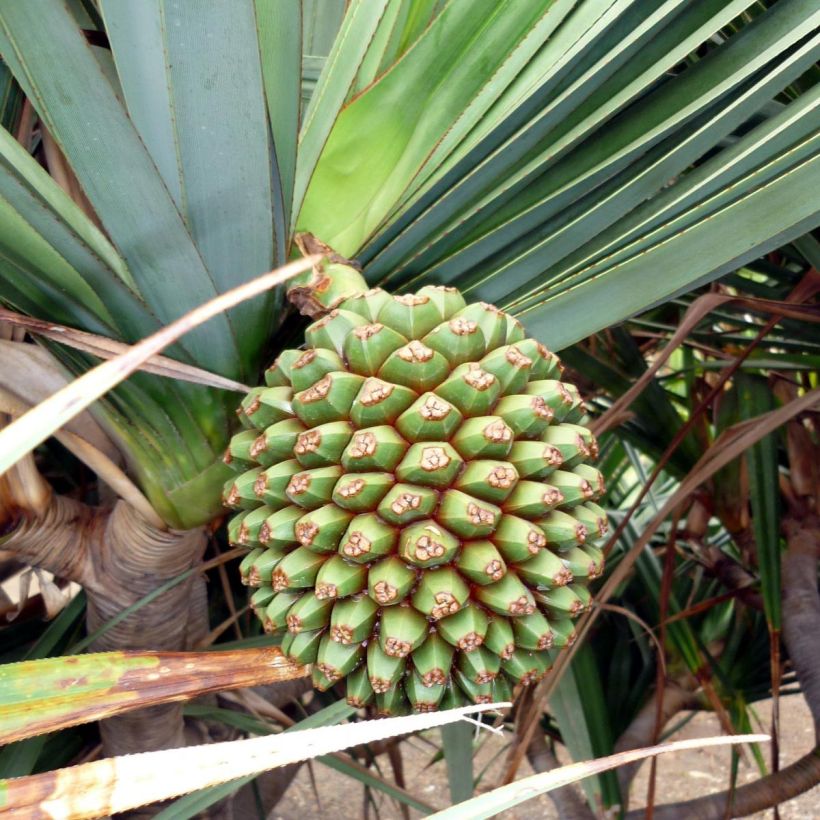 Pandanus utilis (Harvest)