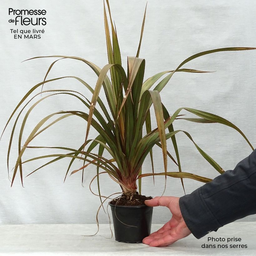 Pandanus utilis 12cm pot sample as delivered in spring