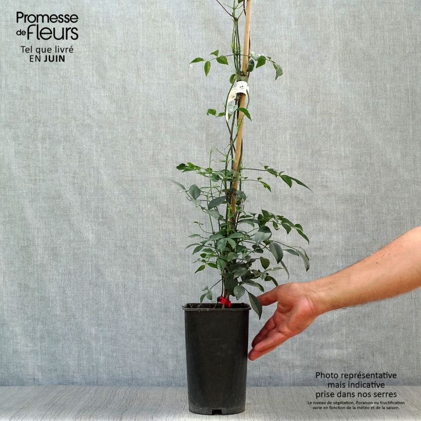 Pandorea jasminoïdes Rosea - Bower Vine 2L/3L pot sample as delivered in summer