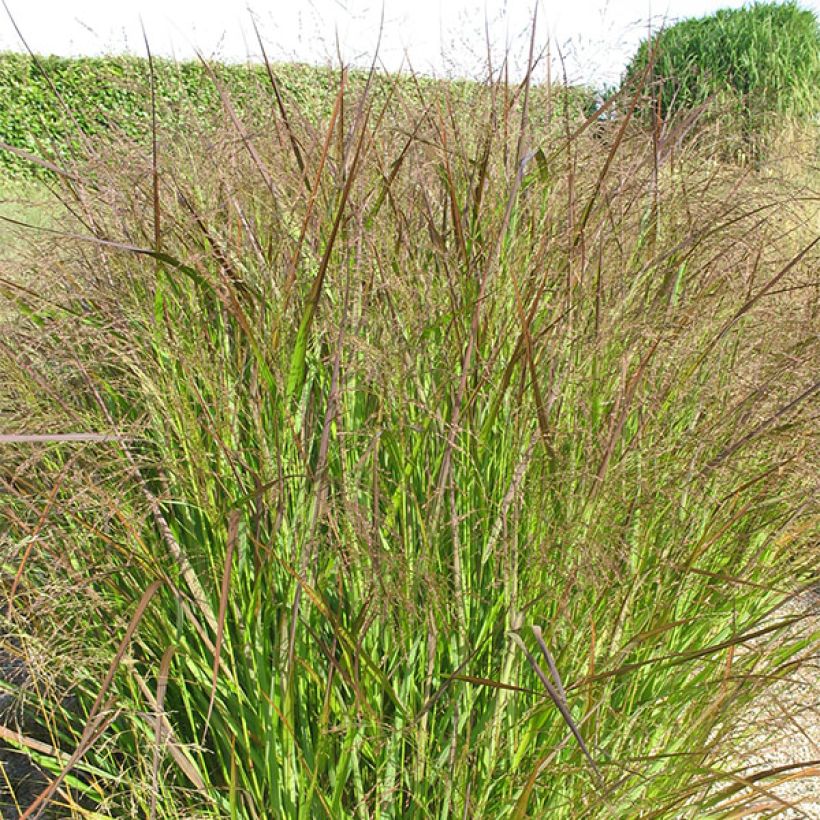 Panicum virgatum Squaw - Switchgrass (Foliage)