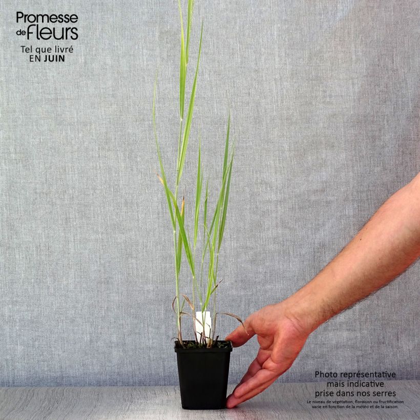 Panicum virgatum Blue Darkness - Switchgrass 8/9 cm pot sample as delivered in summer