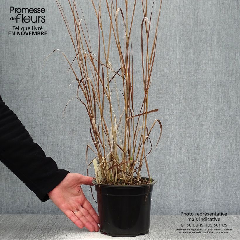 Panicum virgatum Cloud Nine - Switchgrass 1L/1.5L pot sample as delivered in autumn