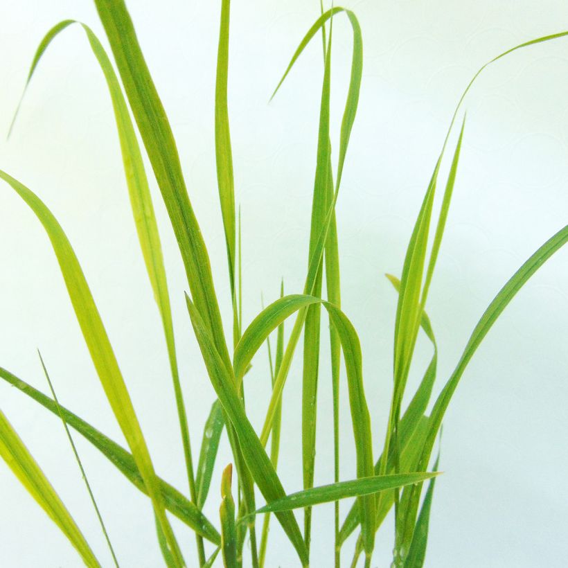 Panicum virgatum Hänse Herms - Switchgrass (Foliage)