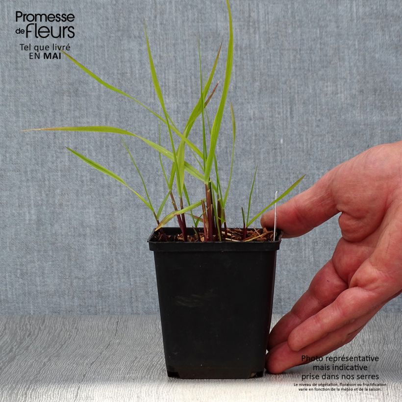 Panicum virgatum Hänse Herms - Switchgrass sample as delivered in spring
