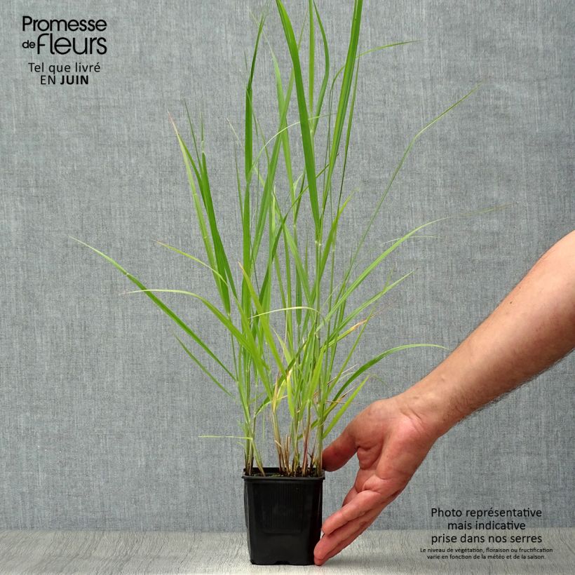 Panicum virgatum Heavy Metal - Switchgrass 8/9 cm pot sample as delivered in summer