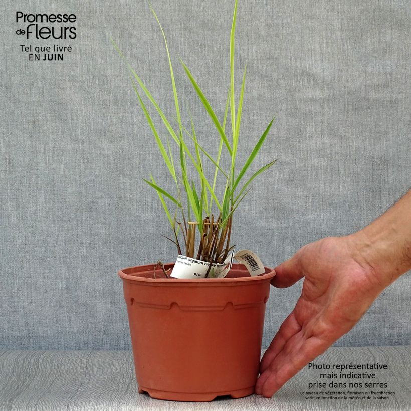 Panicum virgatum Heavy Metal - Switchgrass 2L/3L pot sample as delivered in summer